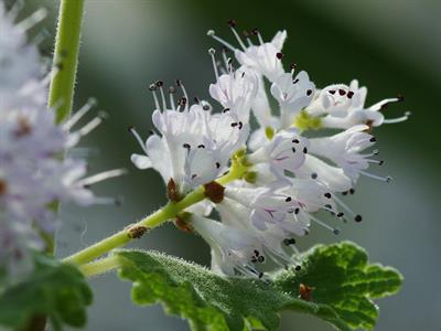  درختچه مه پر, Misty plume bush, بومی افریقا